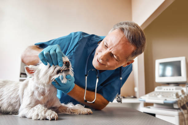  Zanesville, OH Emergency Dentist Pros